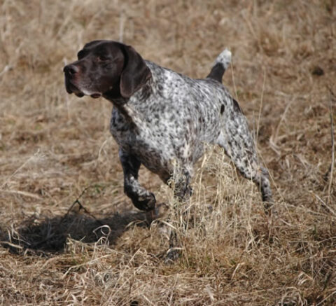 Crystal’s Up Close ‘N Personal | GSPCA German Shorthaired Pointer Club ...