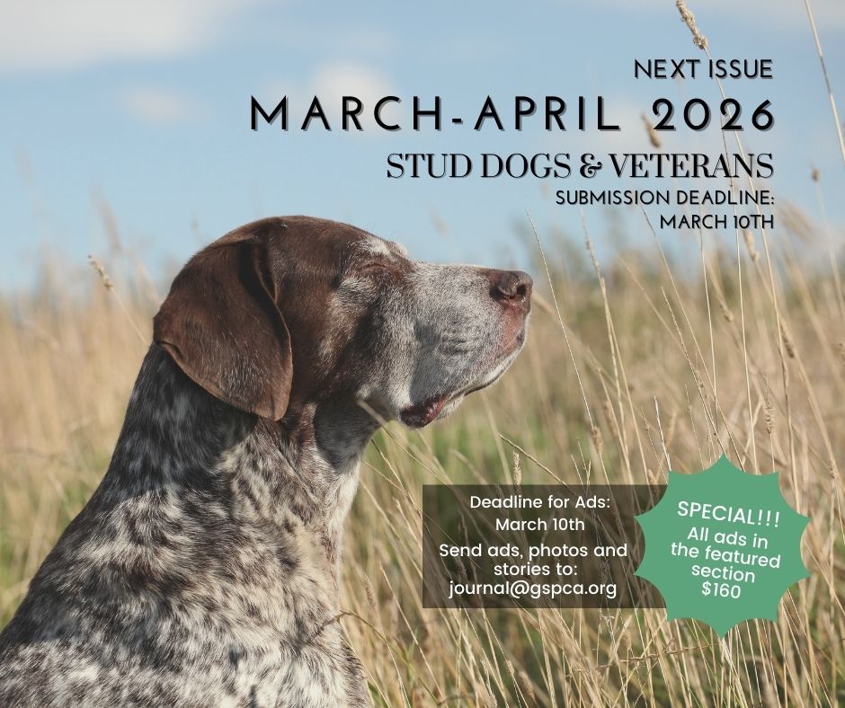 Advertisement - Stud Dogs & Veterans issue of the GSPCA shorthair journal. Image of senior GSP in tall grass enjoying the sunshine